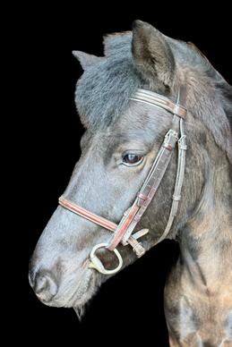 Horse called Hugo