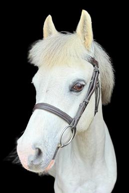 Horse Nemo