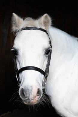 The pony called Popcorn.