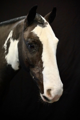 1 Horse called Harriet