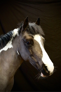 3 Horse called Strawberry